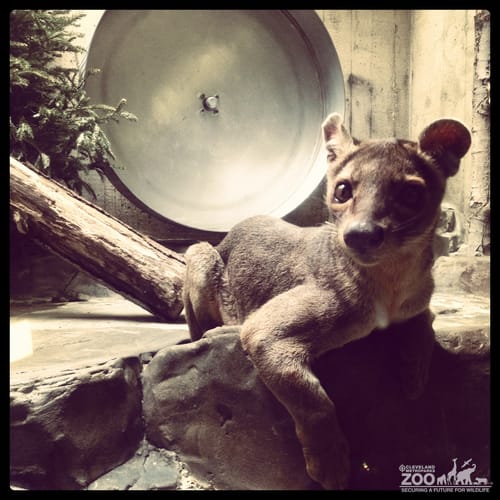 Fossa Relaxing