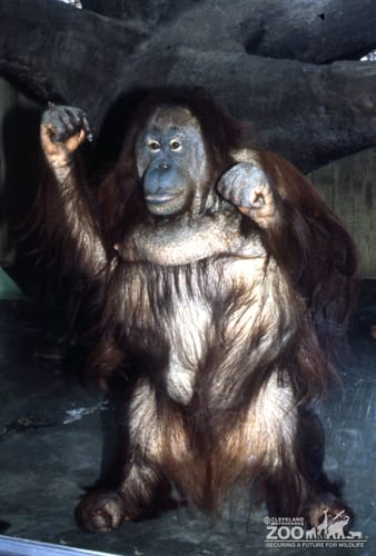 Orangutan Standing Up