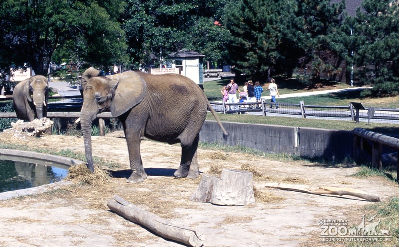 Elephants, African Enjoying Snack With Back Legs Crossed