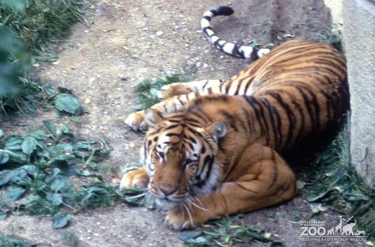 Tiger, Siberian Looking Up