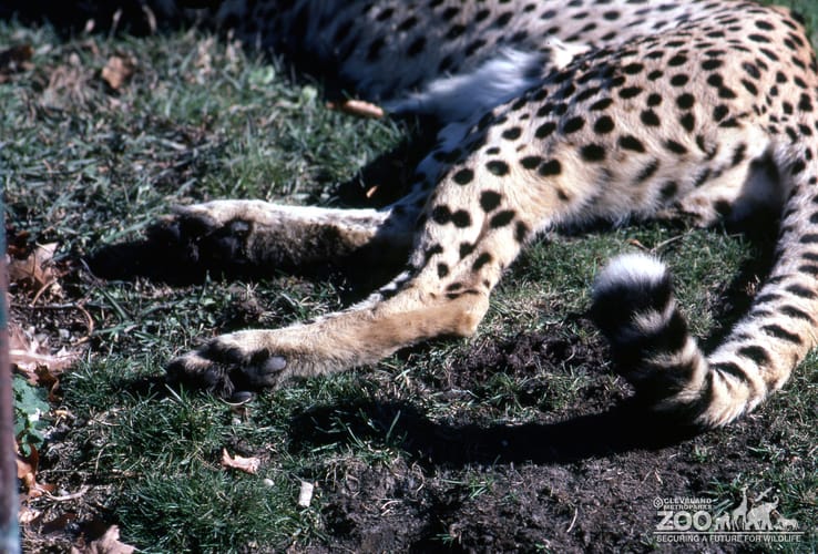 Cheetah Hind Quarters