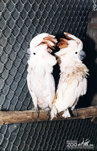 Two Cockatoos 2
