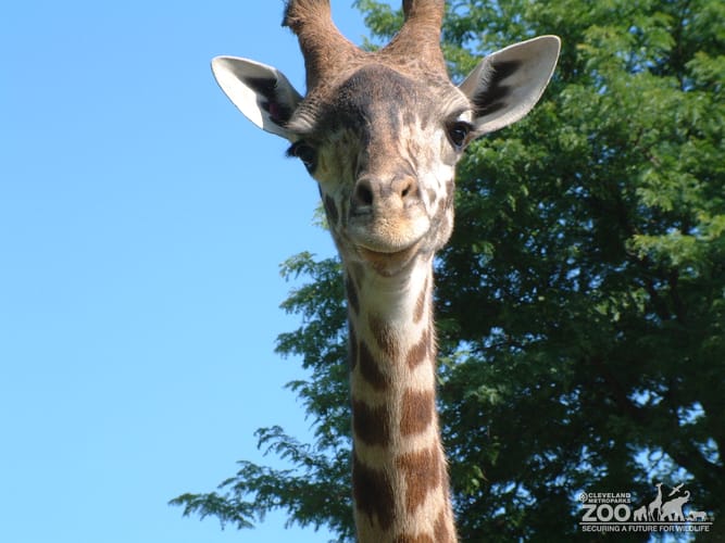 Giraffe's Head in the Sky