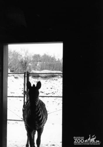 Zebra Black and White 5