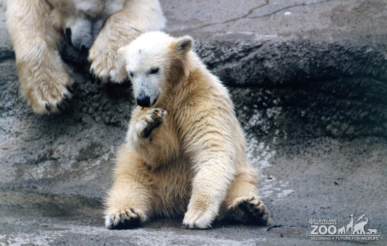 Polar Bear Playing With A Stick Next To Mom 2