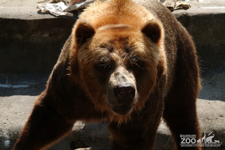 Grizzly Standing Head On