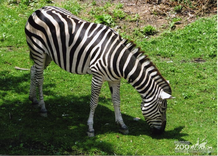 Zebra Grazing