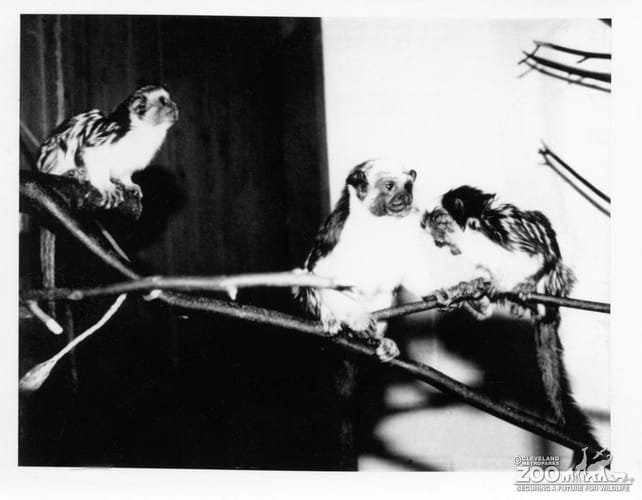 Tamarin, Geoffroy's4