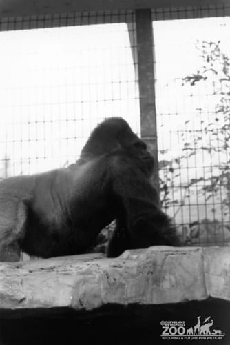 Gorilla, Western Lowland, Timmy3