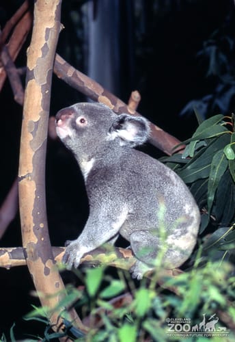 Koala, Queensland Sitting On A Branch