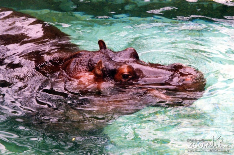 Hippopotamus, Nile14