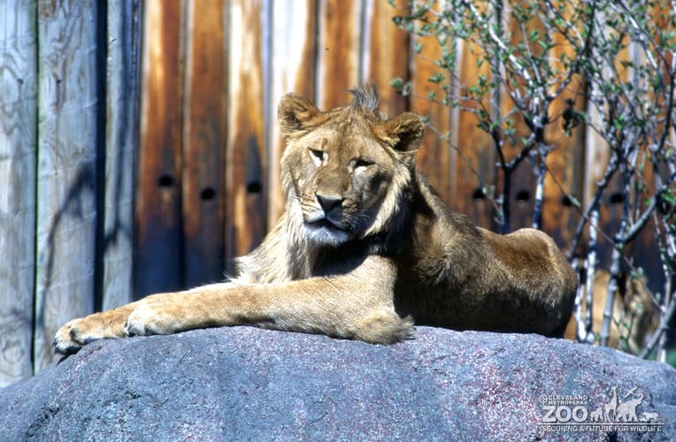 Lion, African Laying On A Rock