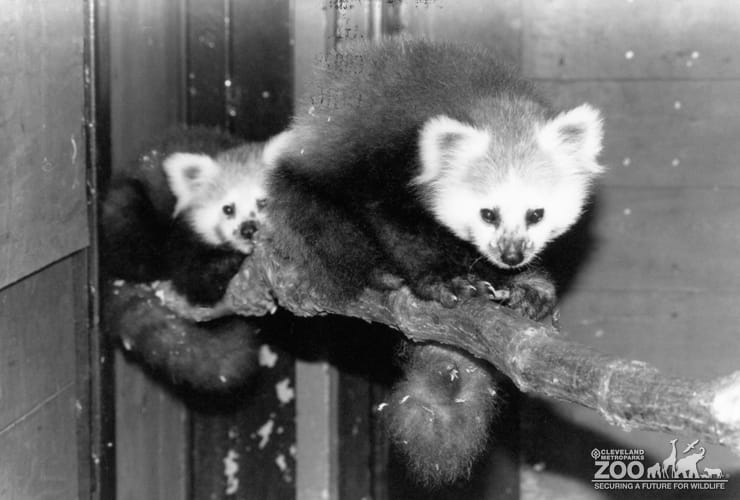 Two Red Pandas On a Log