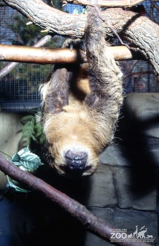 Two-Toed Sloth Hanging Up-Side Down From Branch 