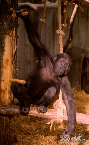 Gorilla, Western Lowland Little Joe Hanging Out