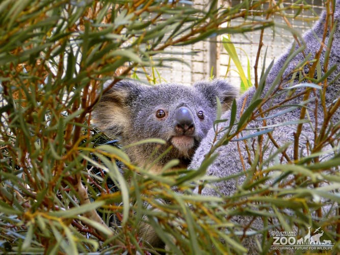 Peek-a-Boo Koala