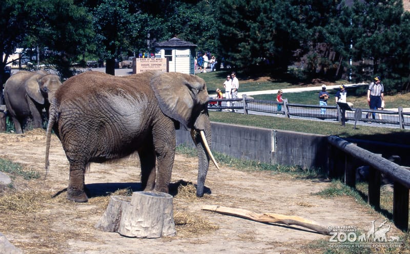 Elephants, African Enjoying Snack