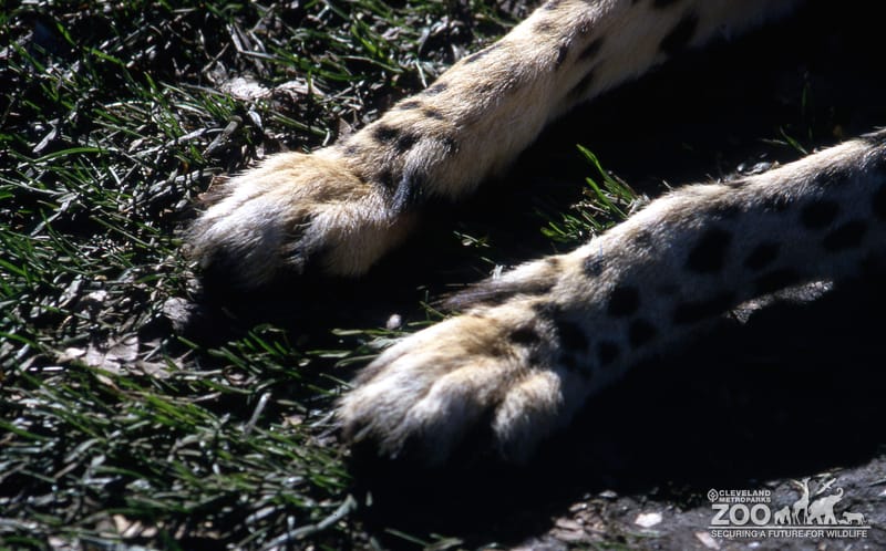 Cheetah Paws