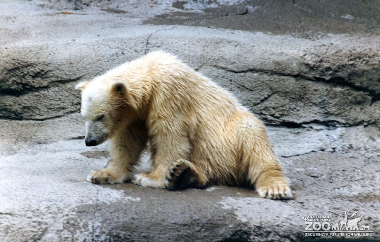 Polar Bear Sitting On Rock