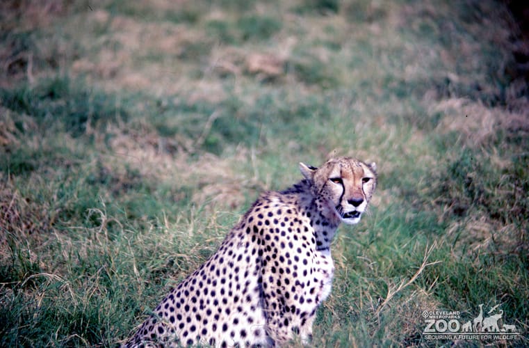 Cheetah Sitting Looking Right