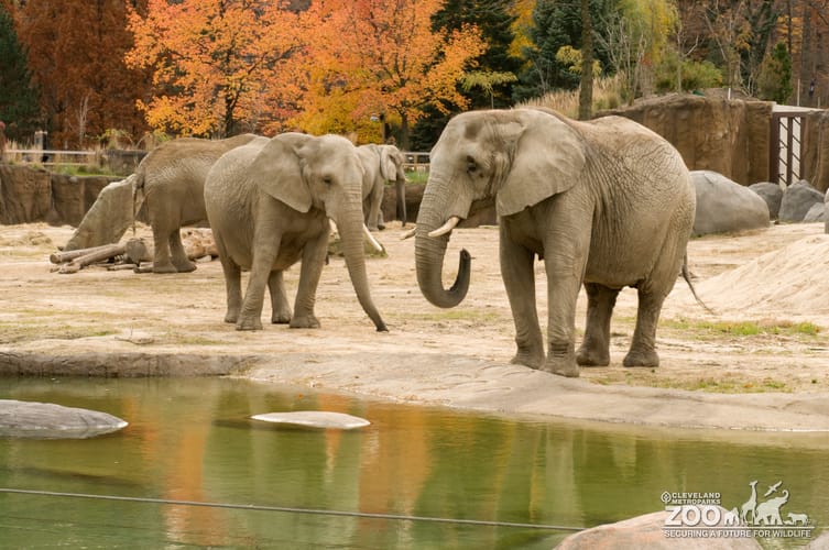 Elephants at Pool