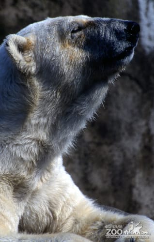 Polar Bear Up Close Of Face In Profile