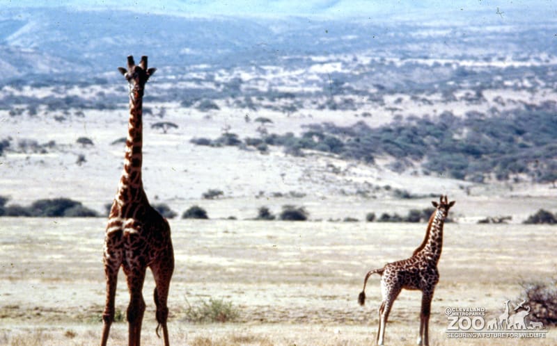Giraffes, Masai On The Savanna 