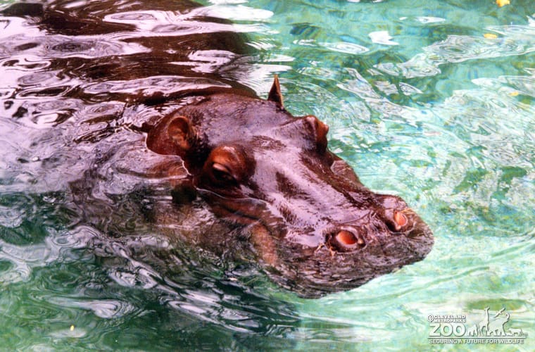 Hippopotamus, Nile17