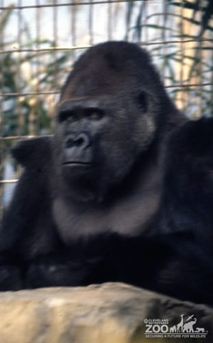 Gorilla, Western Lowland Resting On Rock