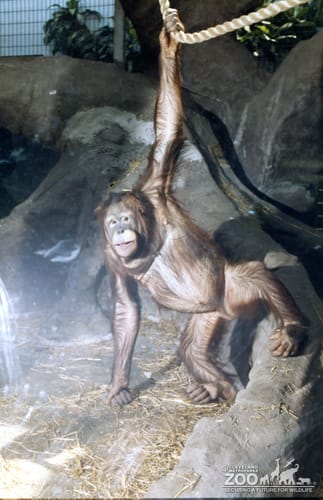 Orangutan on Rope