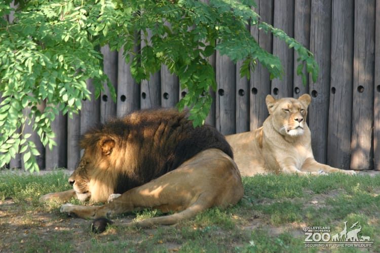 Lions