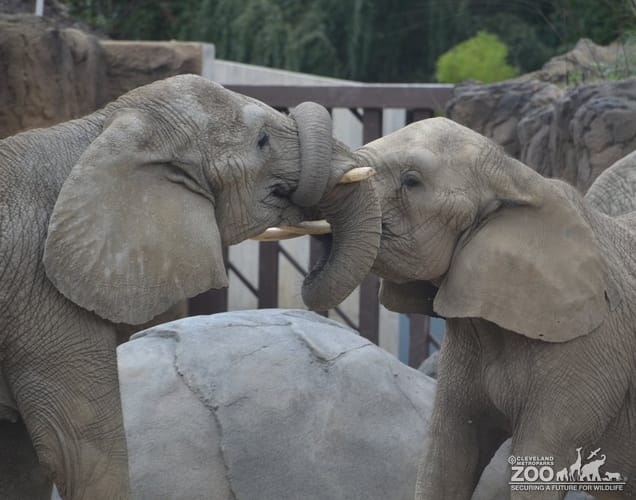Elephants Twisted Trunks