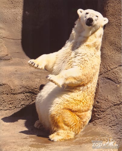 Polar Bear Leaning