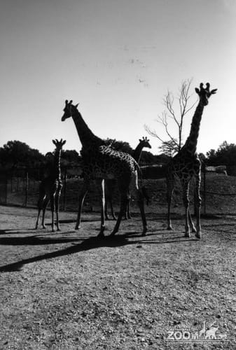 Giraffe, Masai Group