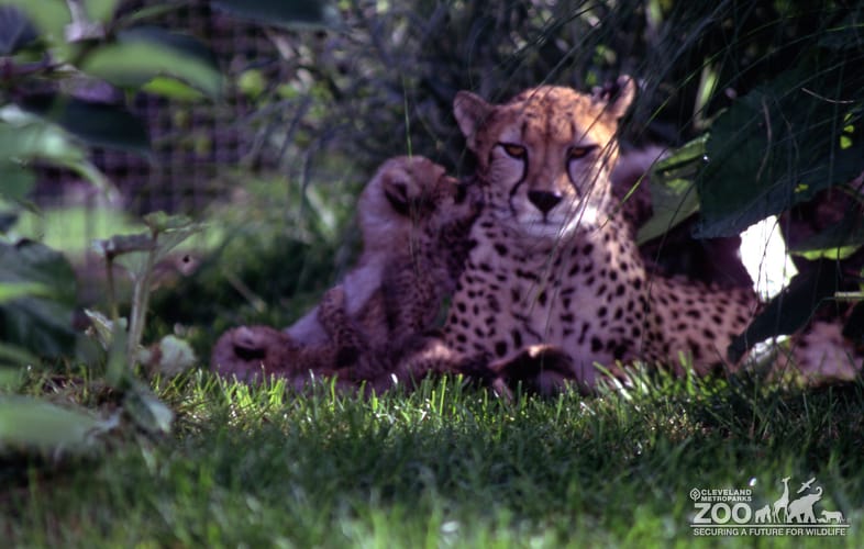 Cheetah Family
