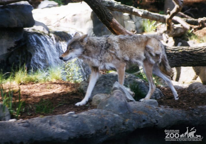 Mexican Gray Wolf Walking 3