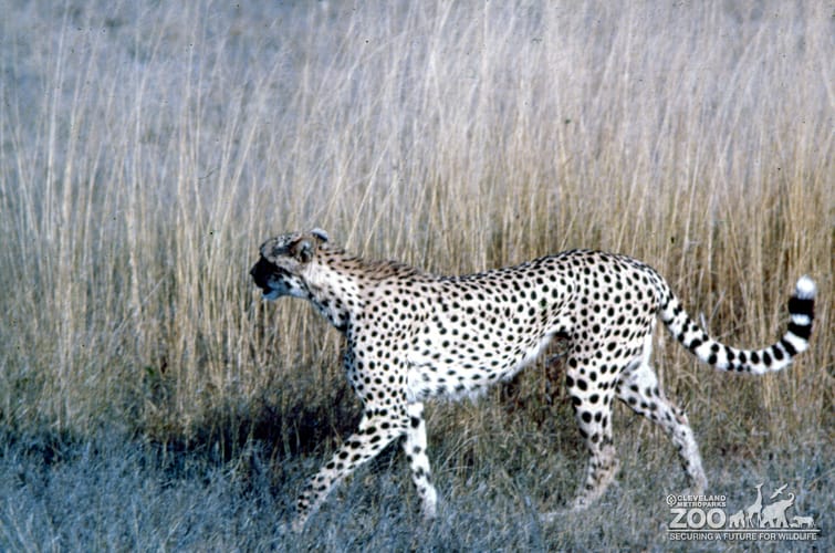 Cheetah Walking In Tall Grass