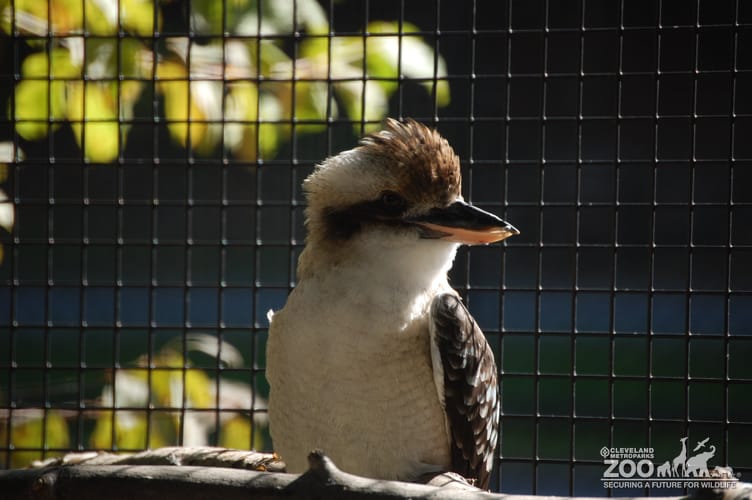 Kookaburra