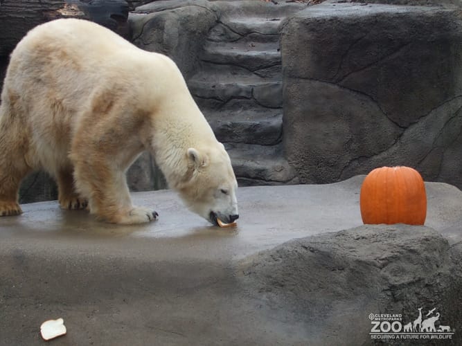 Polar Bear with a Pumpkin
