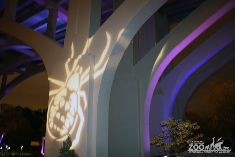 Boo at the Zoo: There's a Spider on the Bridge