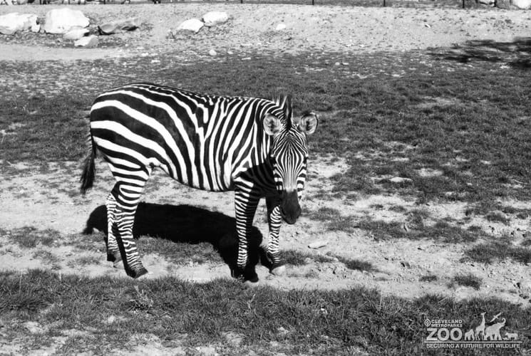 Zebra 