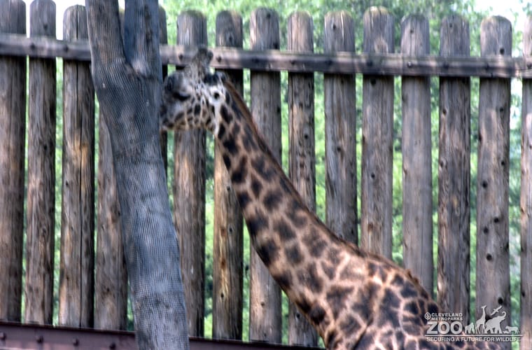 Giraffe, Masai Up Close of Neck