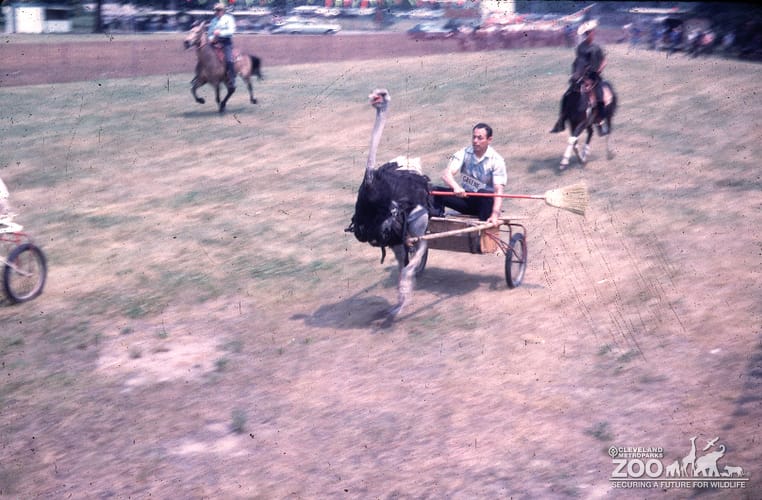 1966 - Ostrich Races on the Track