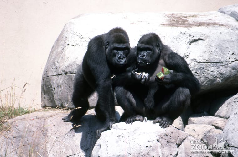 Gorillas, Western Lowland Eating Watermelon 