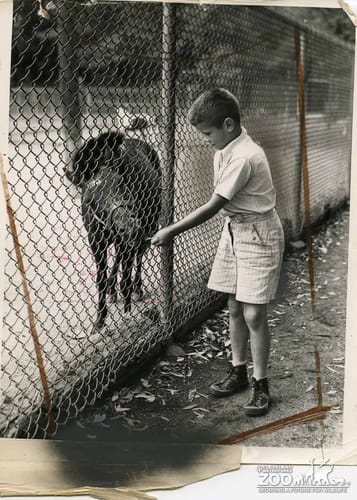 1941 - Child at Petting Zoo