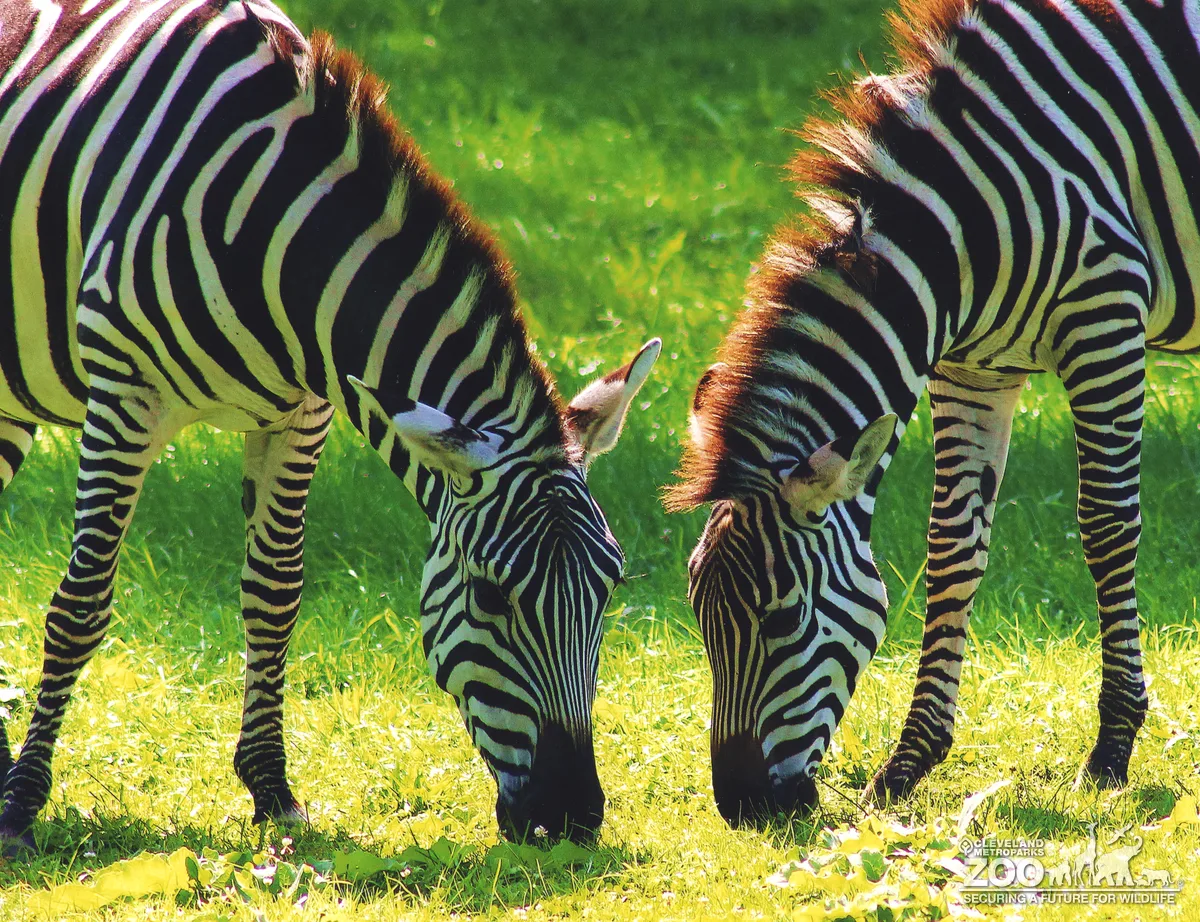 Grant's Zebra- Grazing in Two's