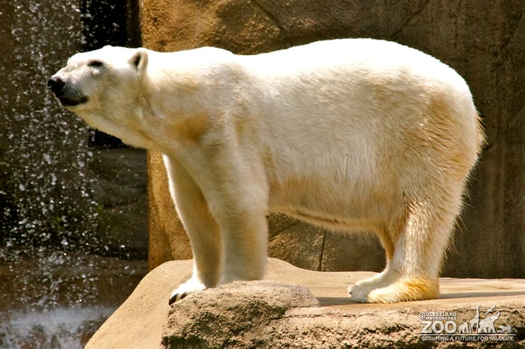 Polar Bear Profile