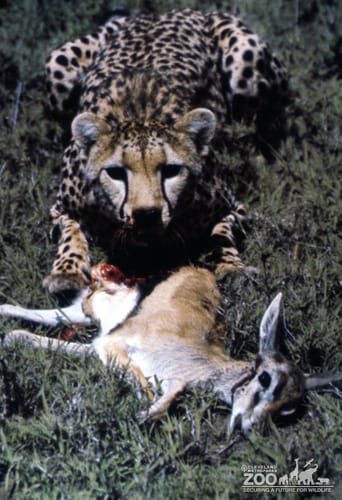Cheetah with Prey