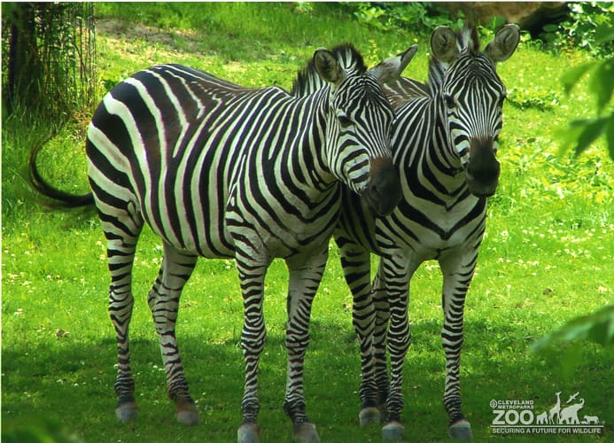Zebras Side by Side