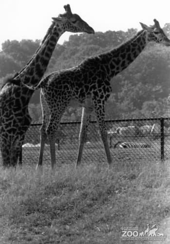 Giraffes, Masai3